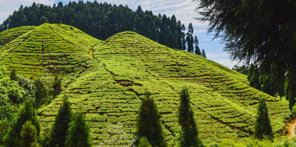 Darjeeling